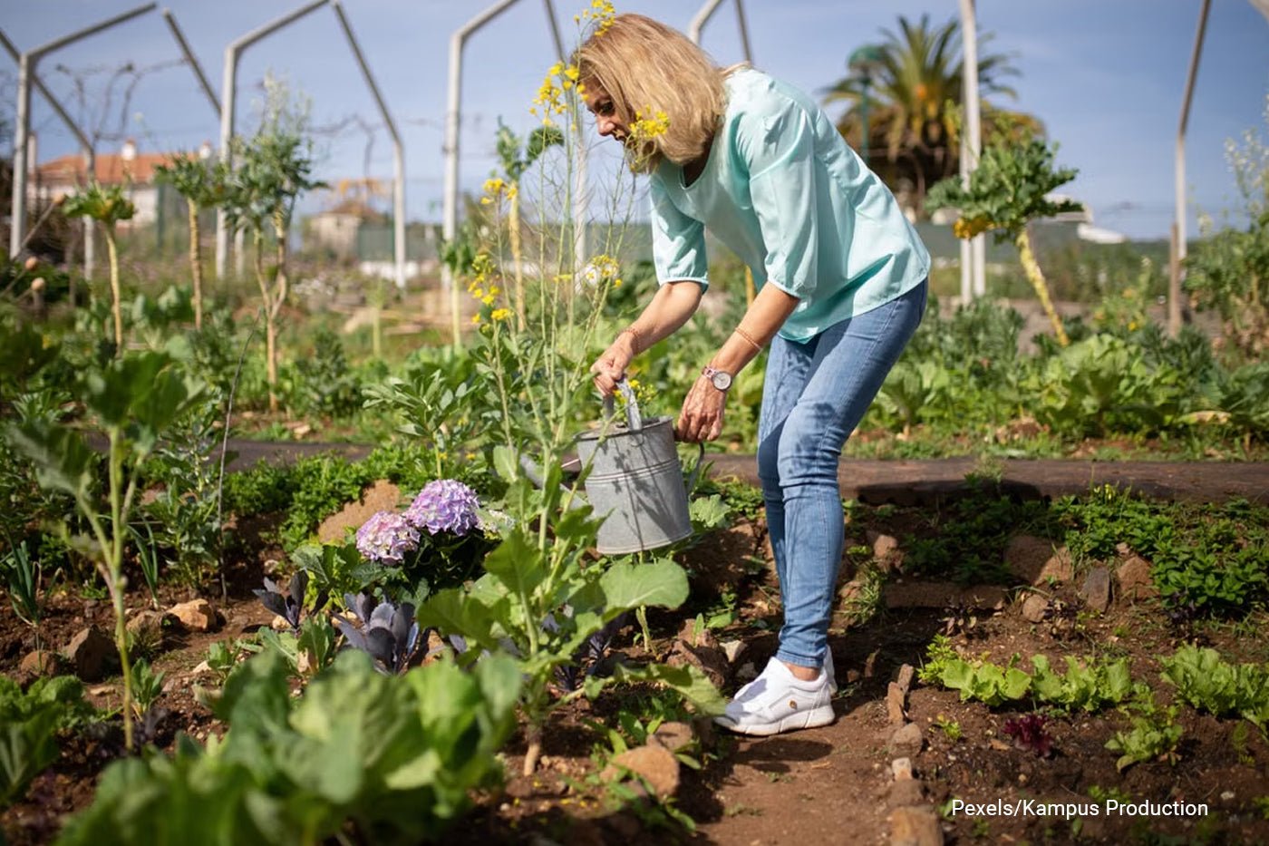 A senior woman tends to her vegetable garden with a watering can under the bright day sky.
