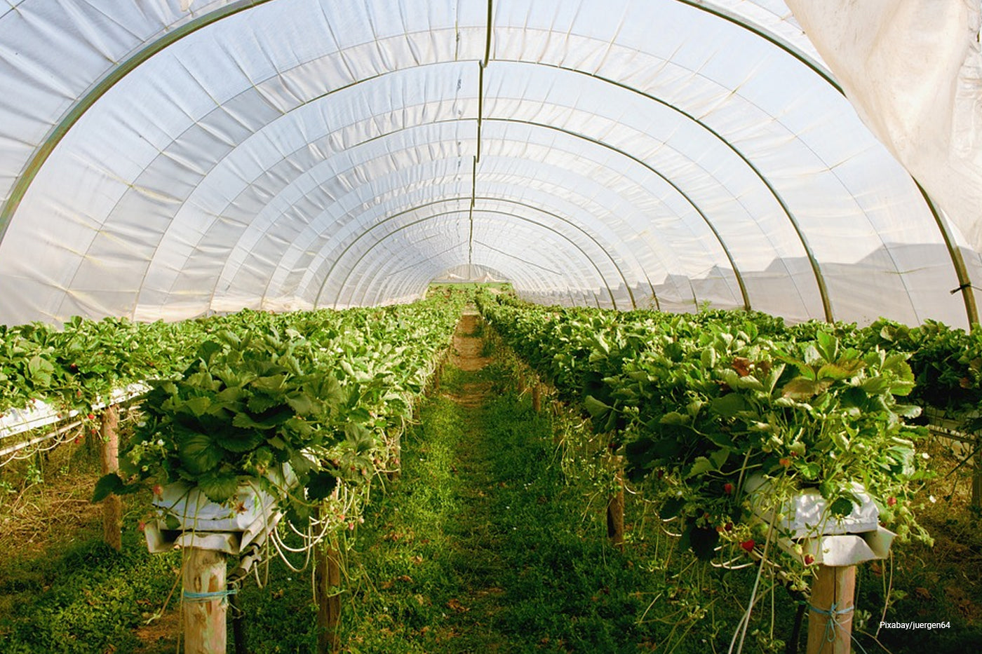 green house garden