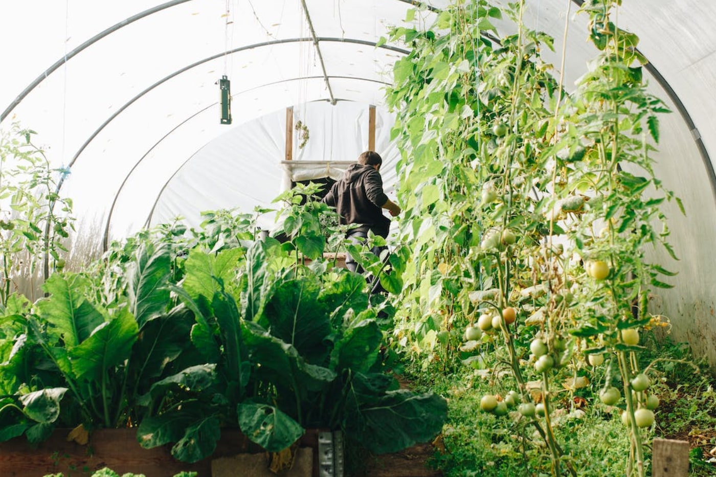 vegetable greenhouse