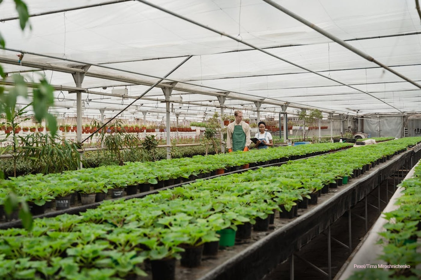 nursery greenhouse