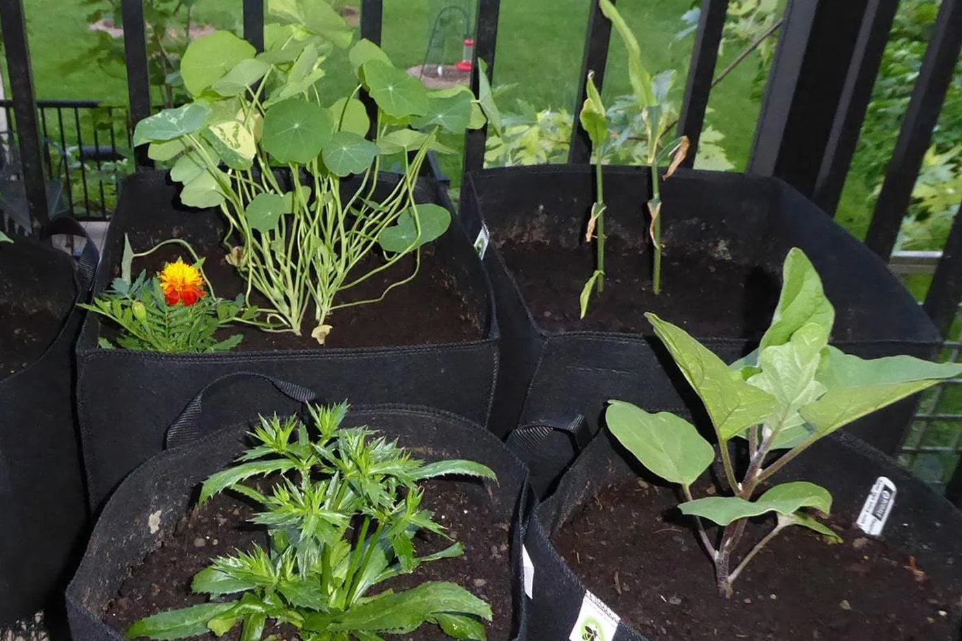 grow bags