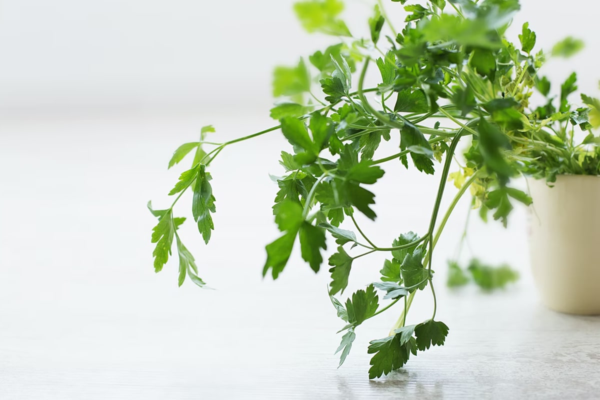 parsley in the pot