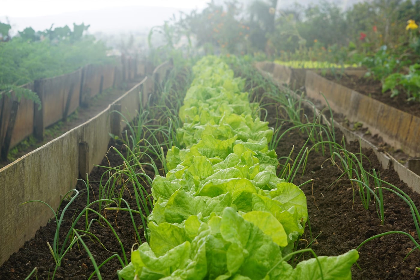 lettuce and onion garden