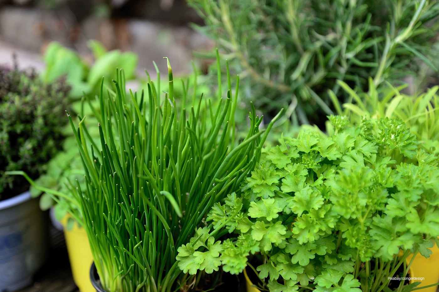 herb pot garden