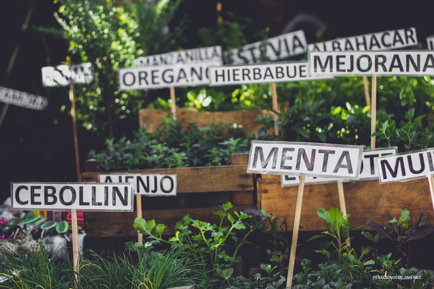 Healing with Herbs: Grow Your Own Emotional Support Garden