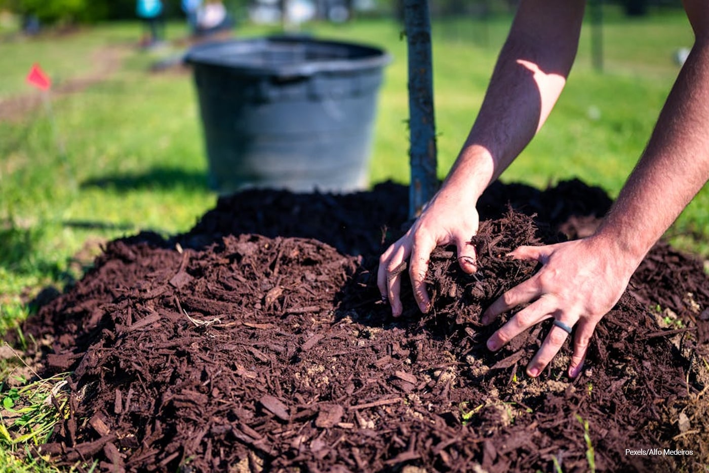 hands holding mulch