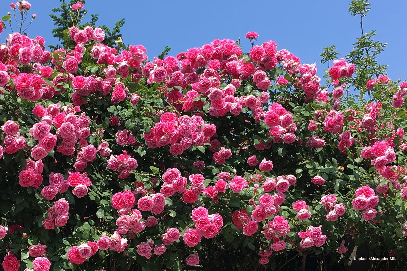 How to Prune Roses and Other Perennials for Healthy Growth