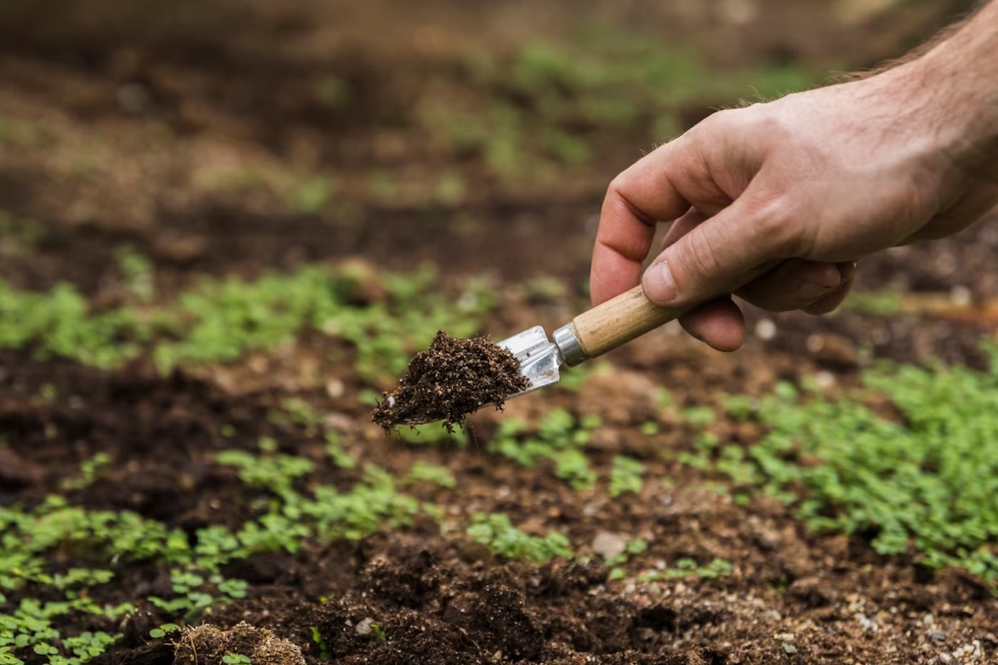 Choosing the Right Soil Amendment for Your Plants