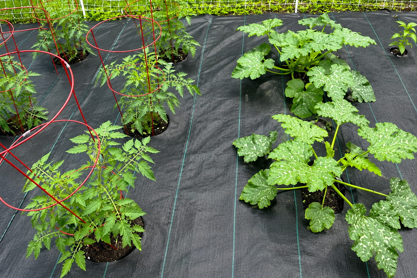How ECOgardener Landscape Fabric Helps Build a Sustainable Garden