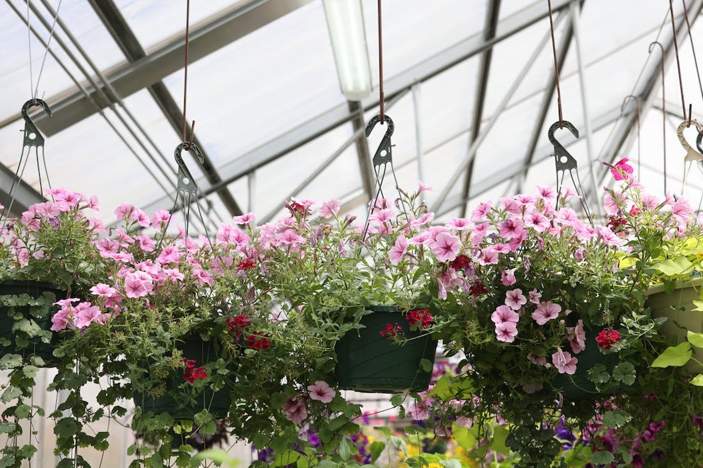 nursery flowers