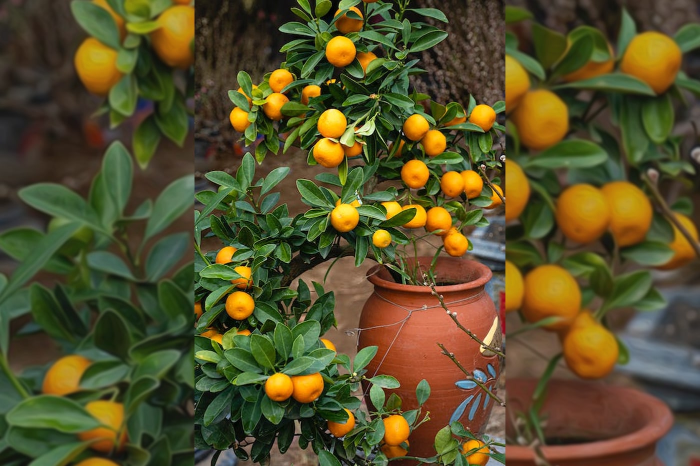 orange tree in pot