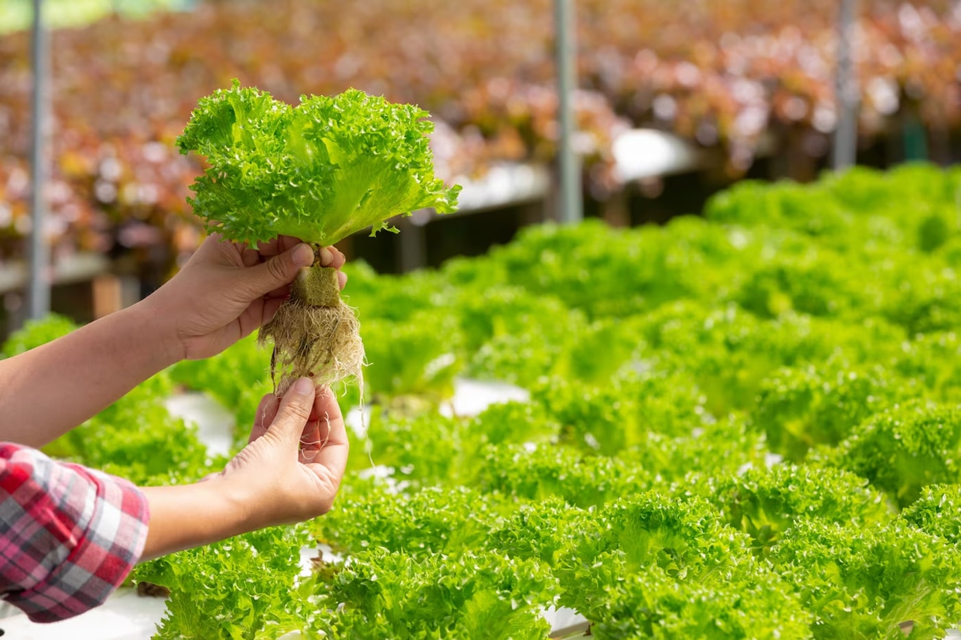 woman holding lettuce with background of hydroponic garden