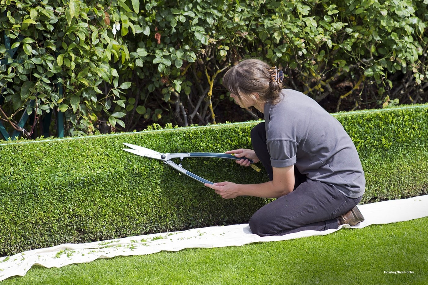 woman trimming shrubs