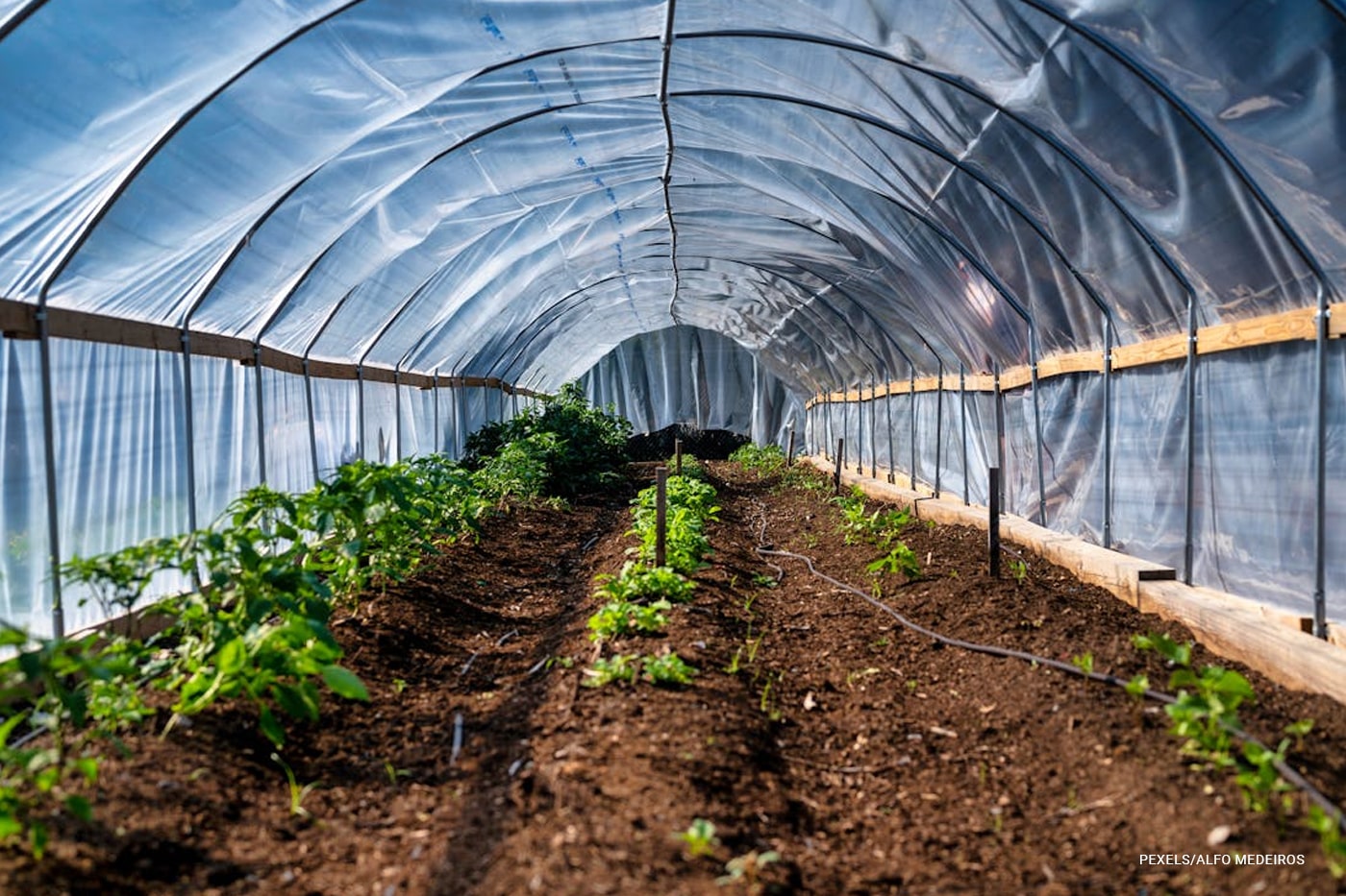 greenhouse