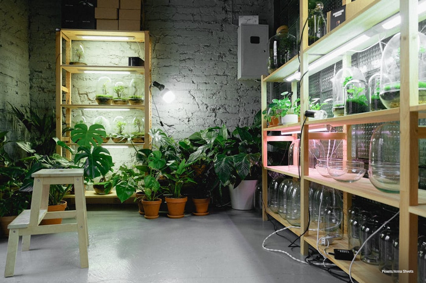 shelves plant with grow lights