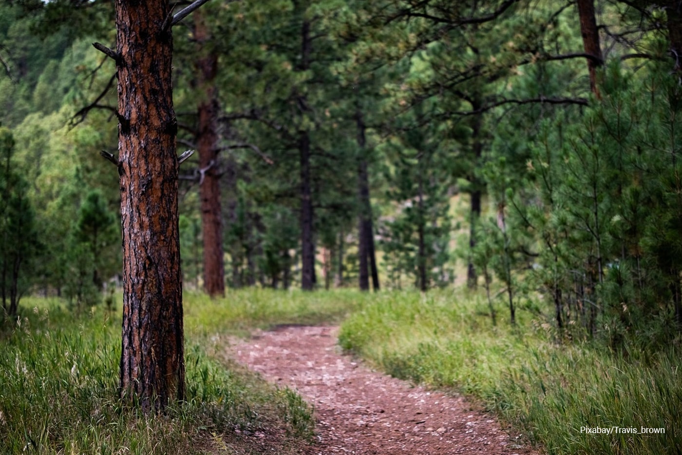 forest with pathway