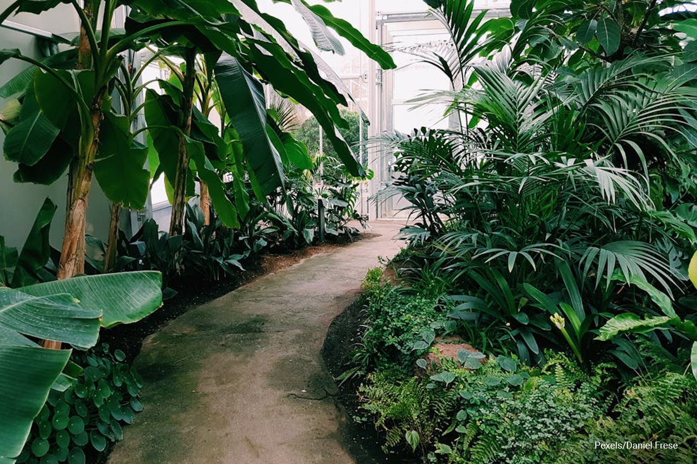 indoor garden with pathway