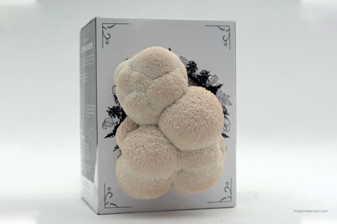 lion mushroom