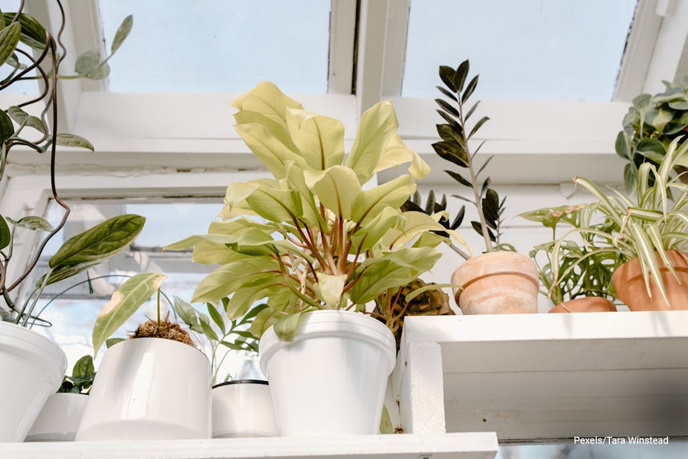 flower plants at the window