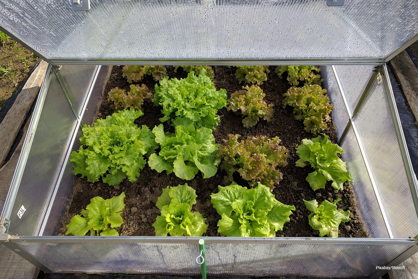 mini greenhouse lettuce garden