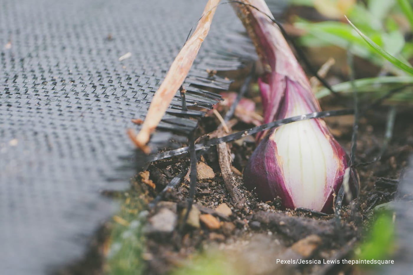 onion plants