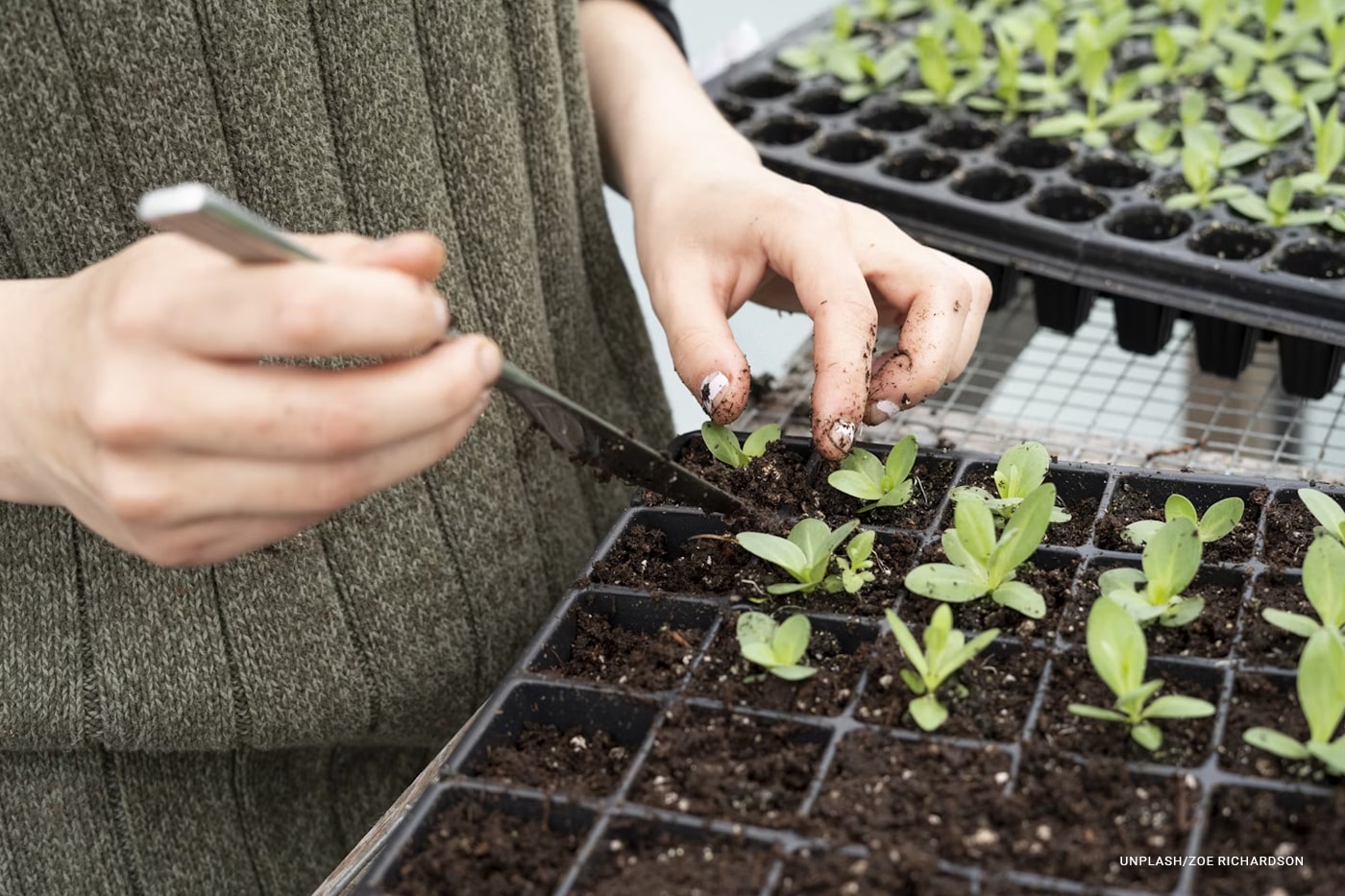 woman planting small plants