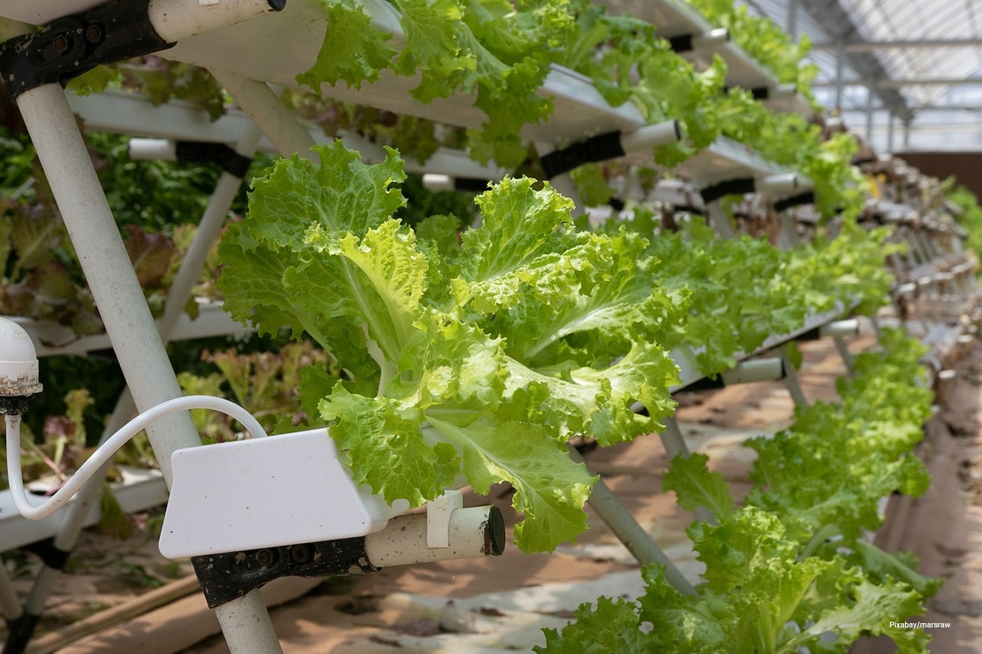 hydroponics 