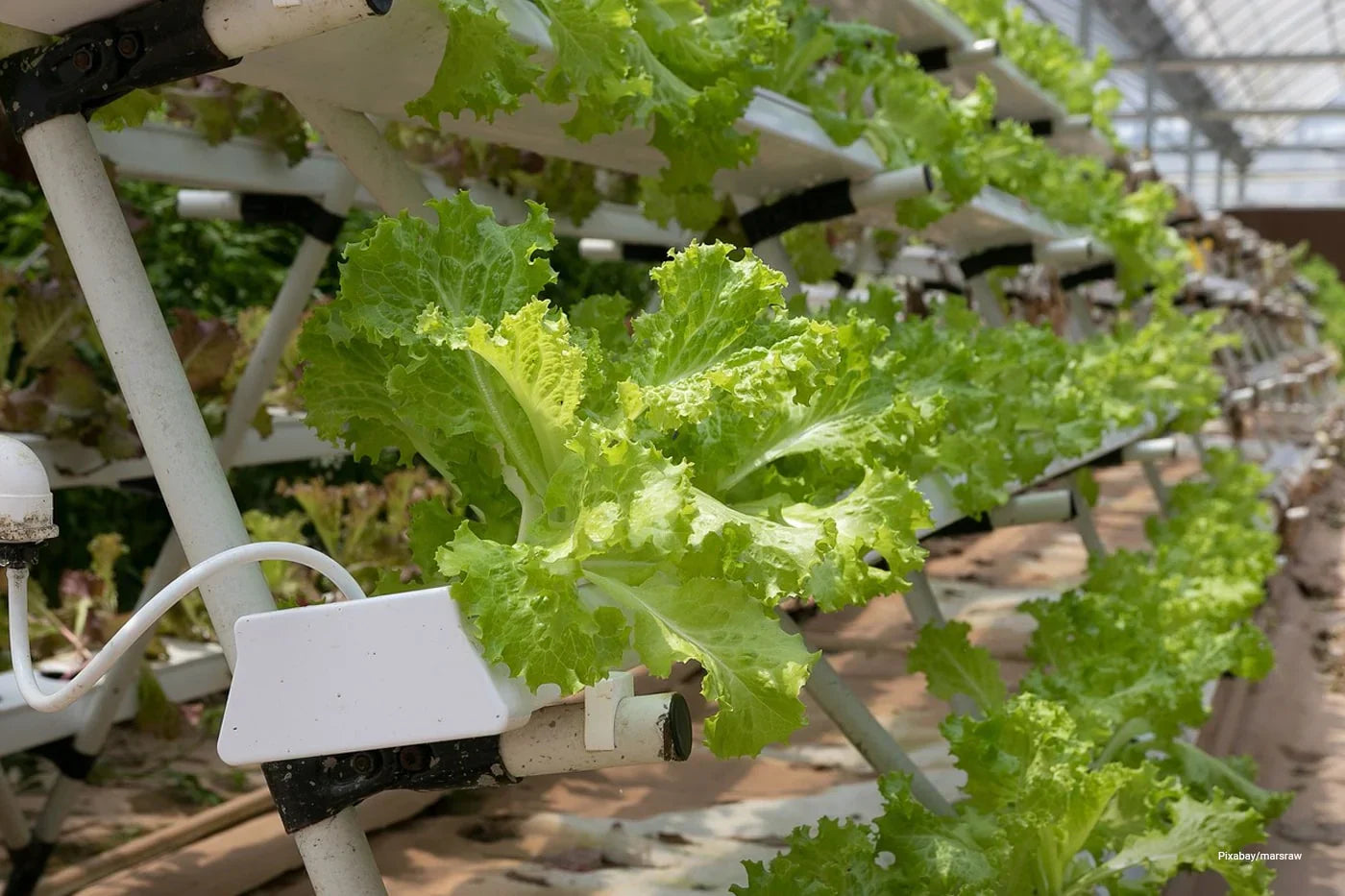 A hydroponic garden