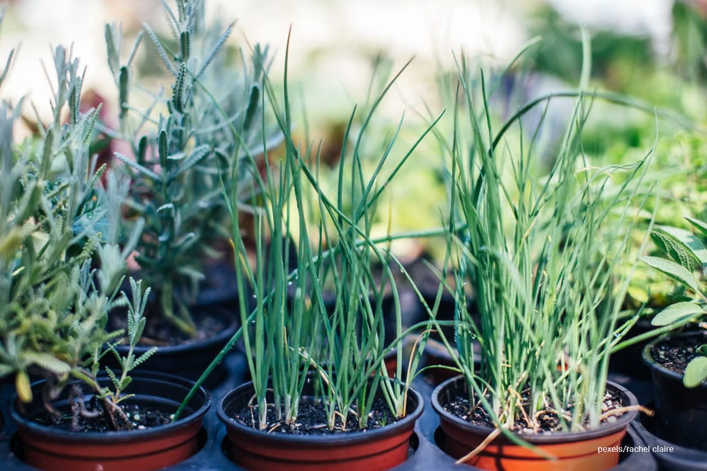 Indoor Herb Gardens with Grow Lights: The Easiest Way to Grow Fresh Herbs Year-Round