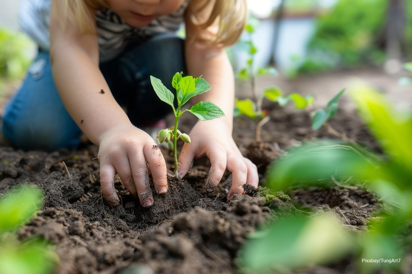 toddler planting plants