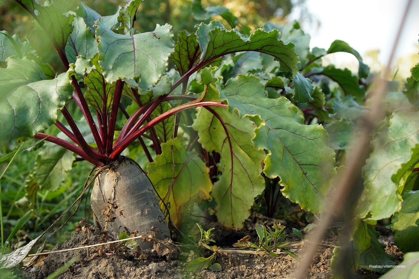 focus shot of a beet vegetable