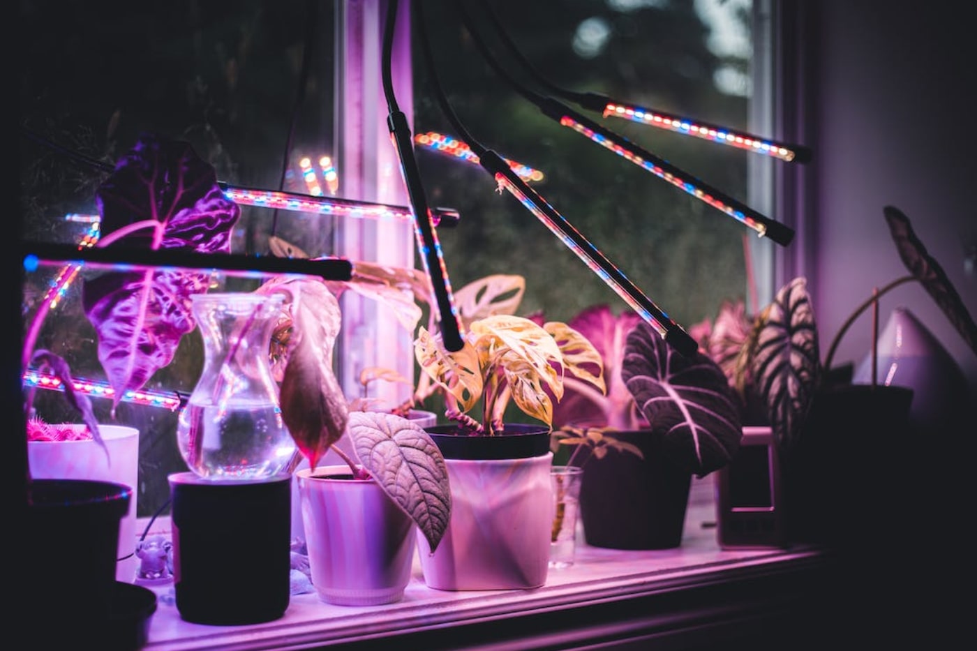 Indoor plants using LED lights 