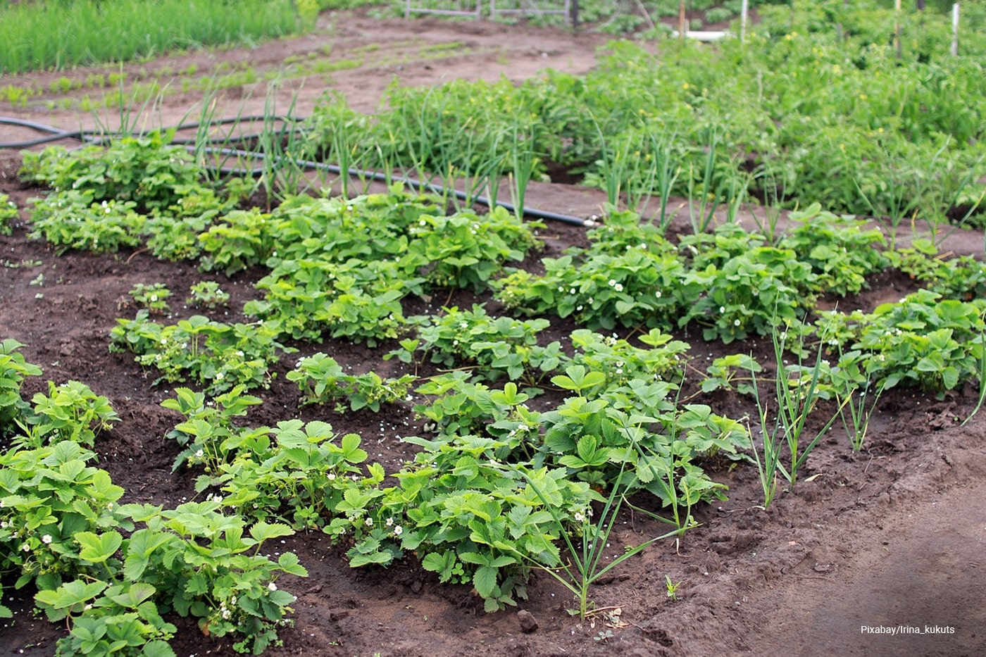 vegetable garden