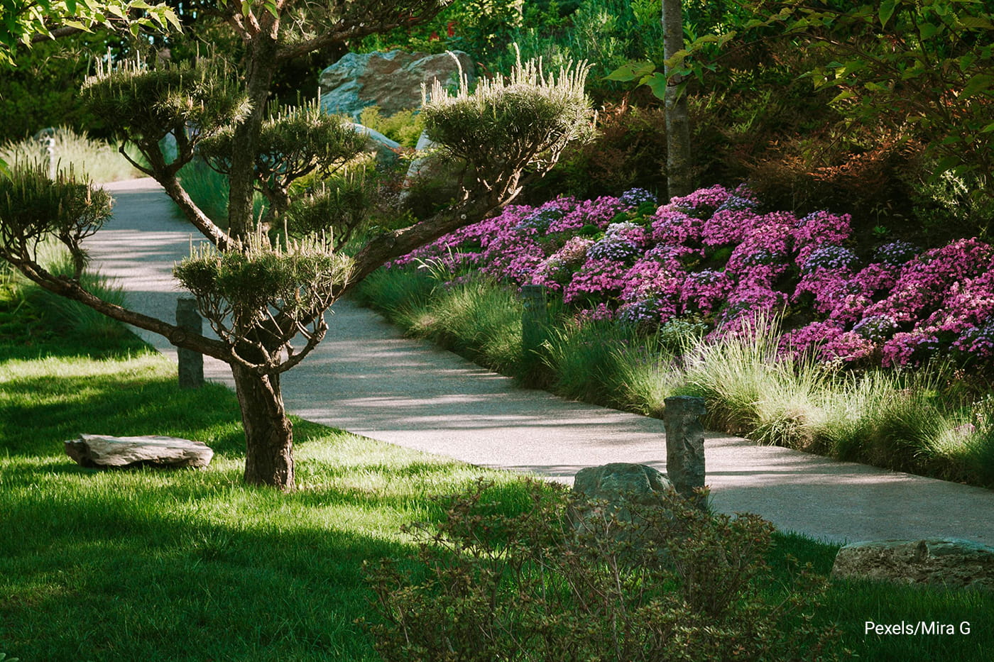 beautiful garden with short trees