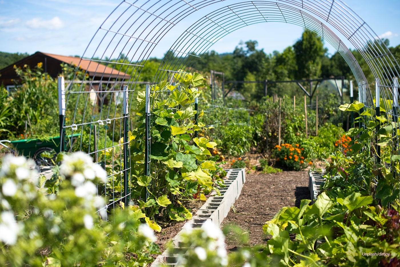 vegetable garden