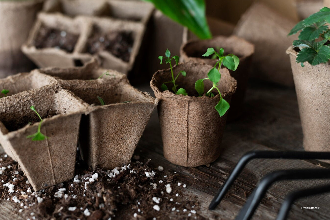 plants on small pots