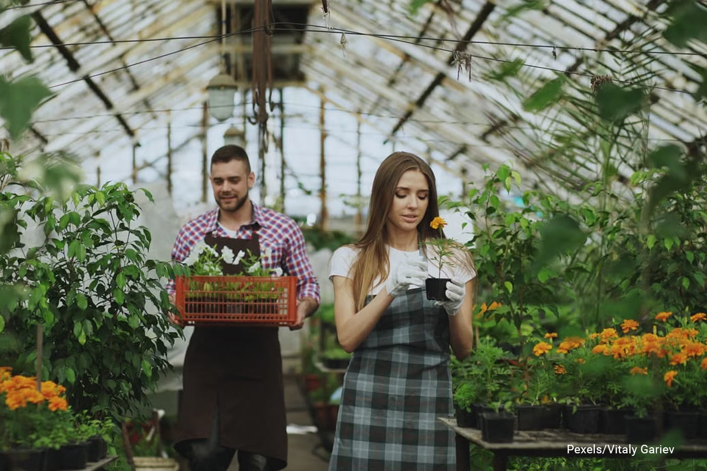 Young adults man and woman in the greenhouse holding potted plants 