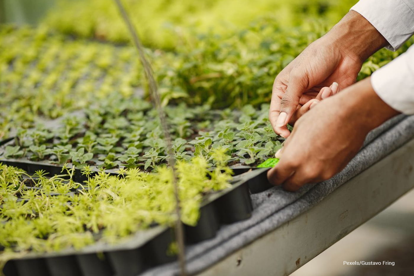 Microgreens and Fast-Growing Indoor Crops: The Fastest Way to Grow Fresh Food at Home