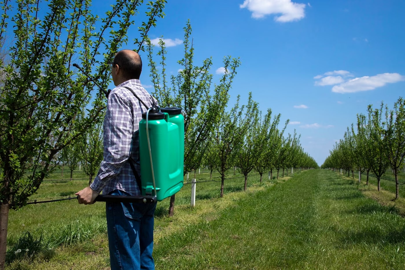 man spraying fertilizer to his plants