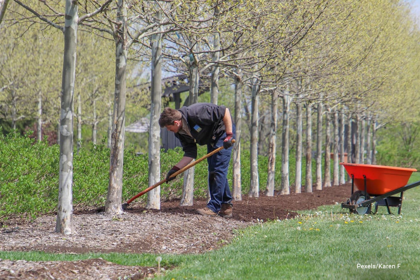 Man working with rake on a row of trees in a spring orchard,