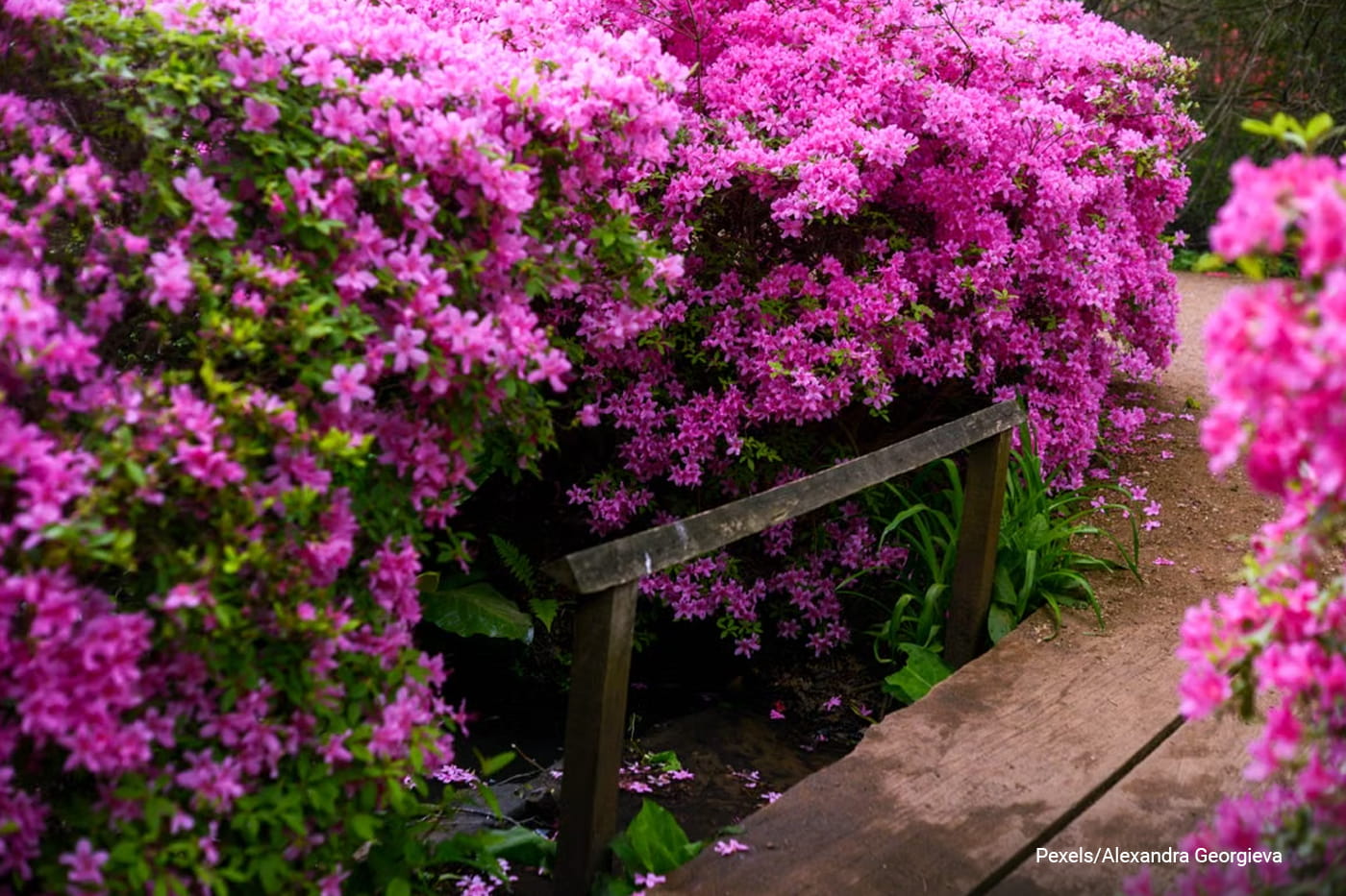  garden walkway adorned with blooming pink azaleas