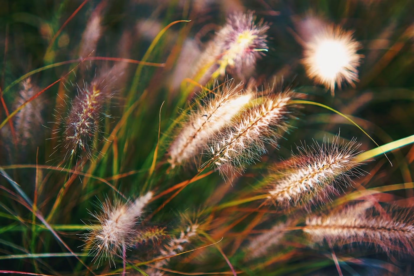 Ornamental Grasses: Native Grass To Add Drama To Your Garden – ECOgardener