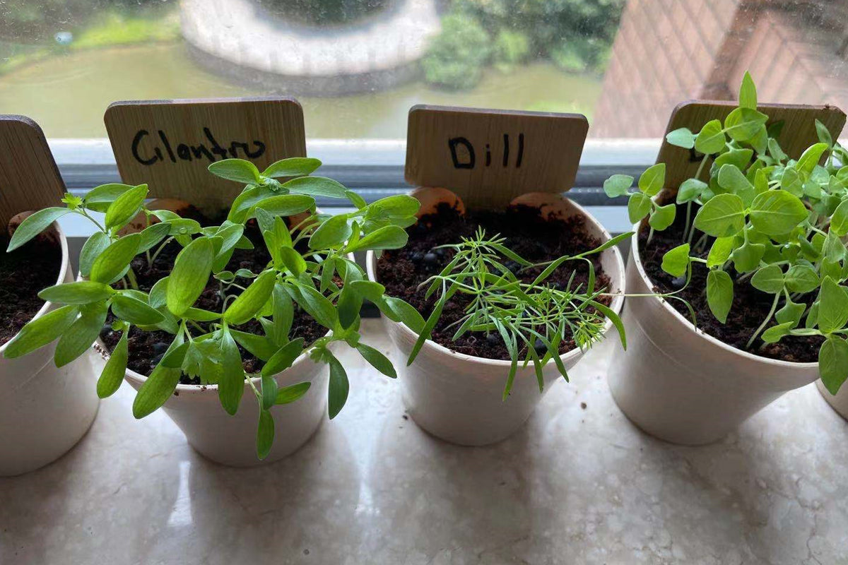 Part 1: Growing Herbs in Containers