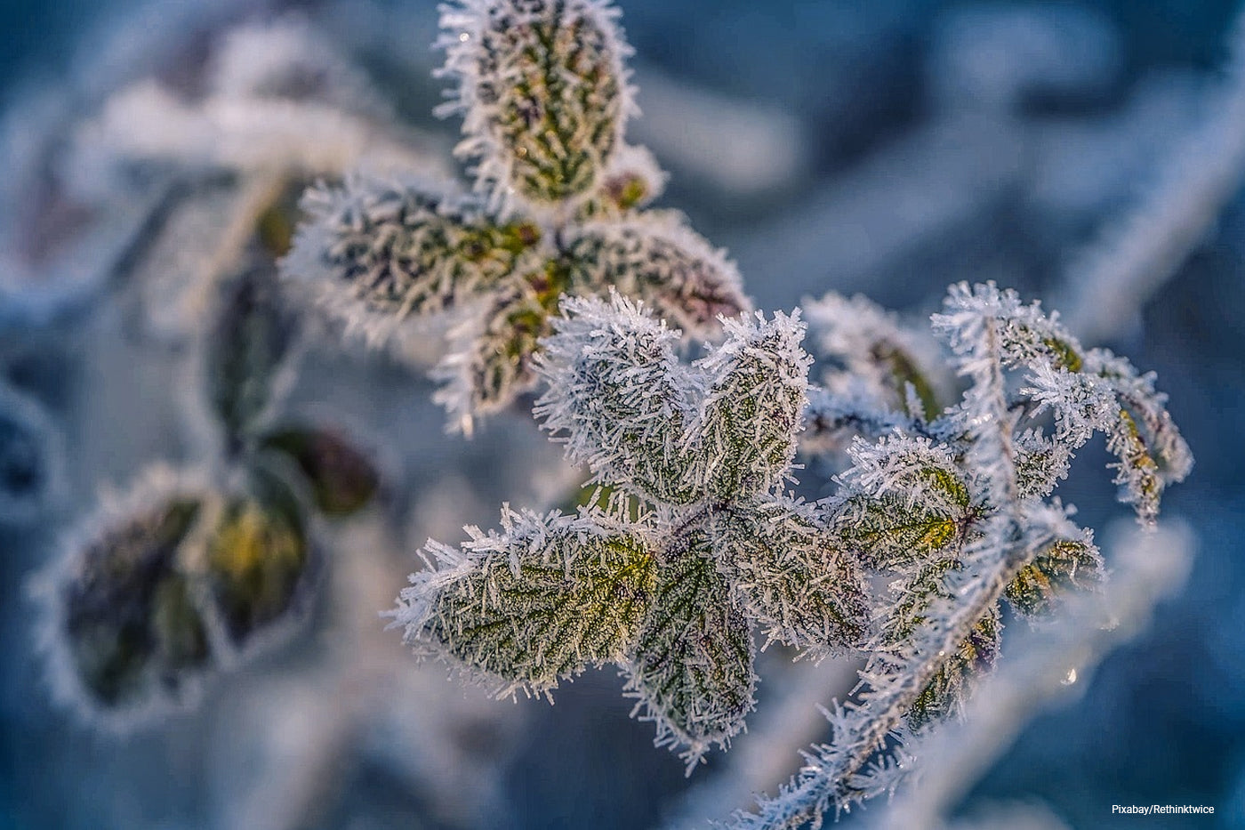 frozen leaves