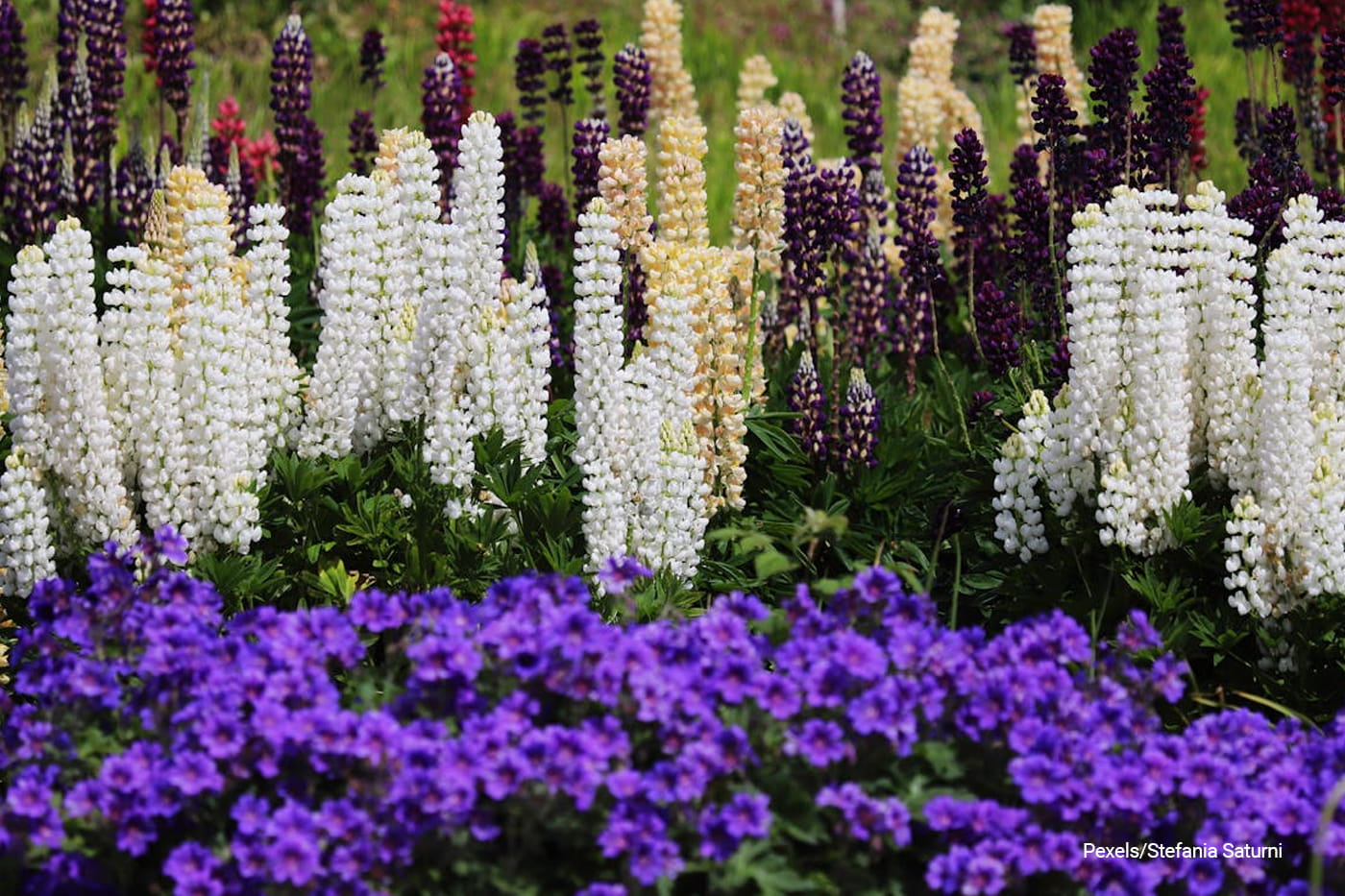 multicolored lupines and purple flowers in a lush garden setting