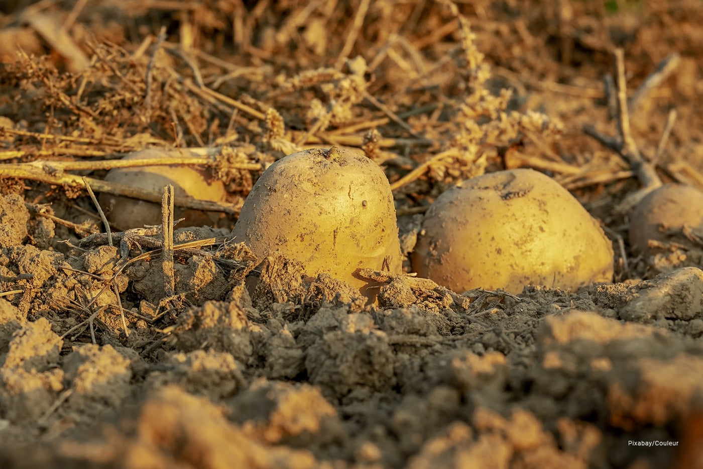 potato crops