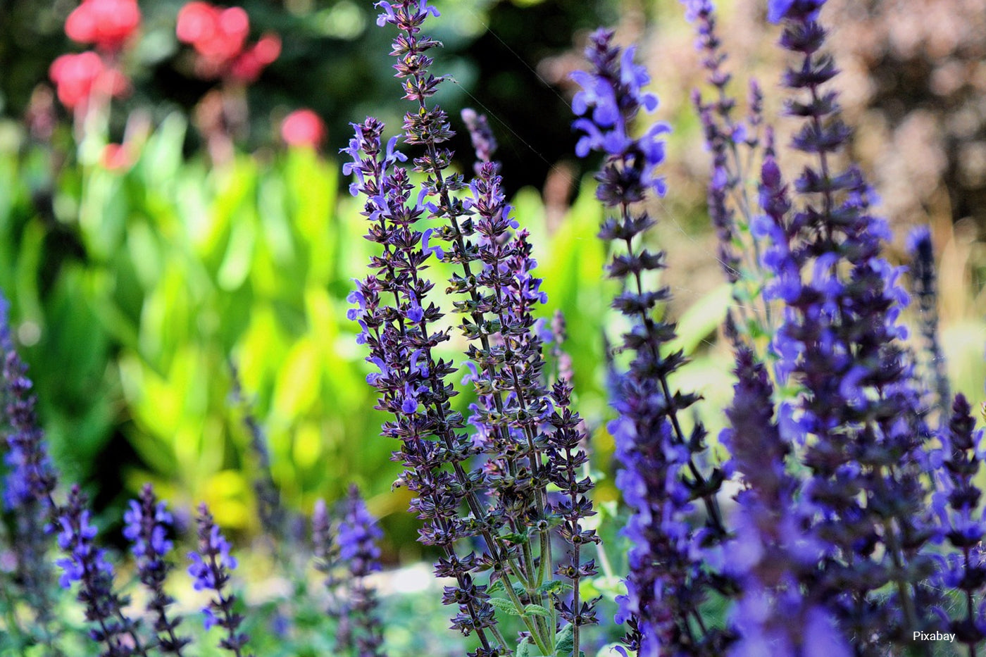 Lavender garden