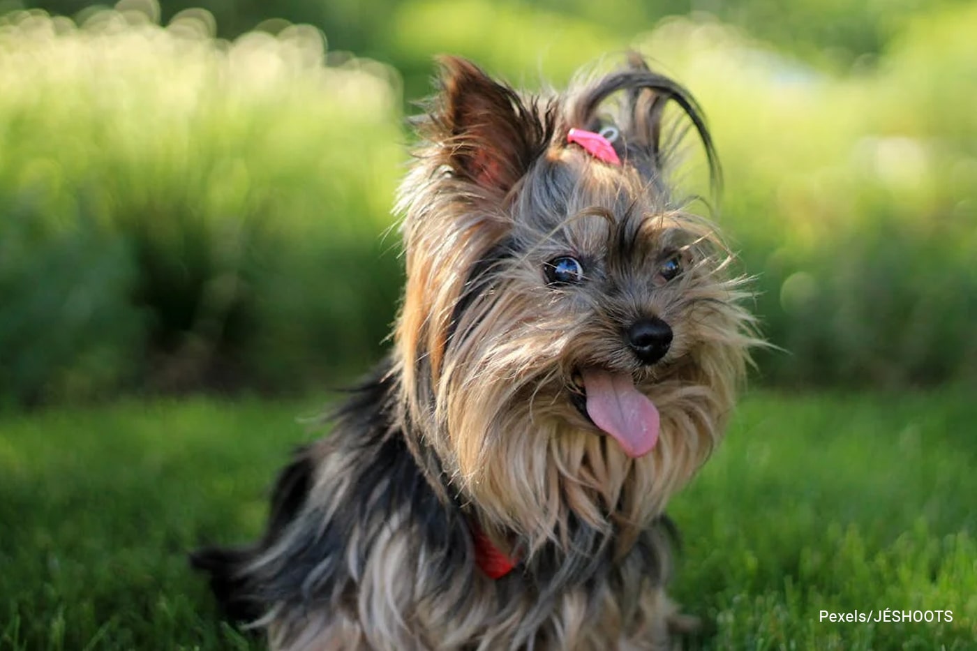 dog at the garden