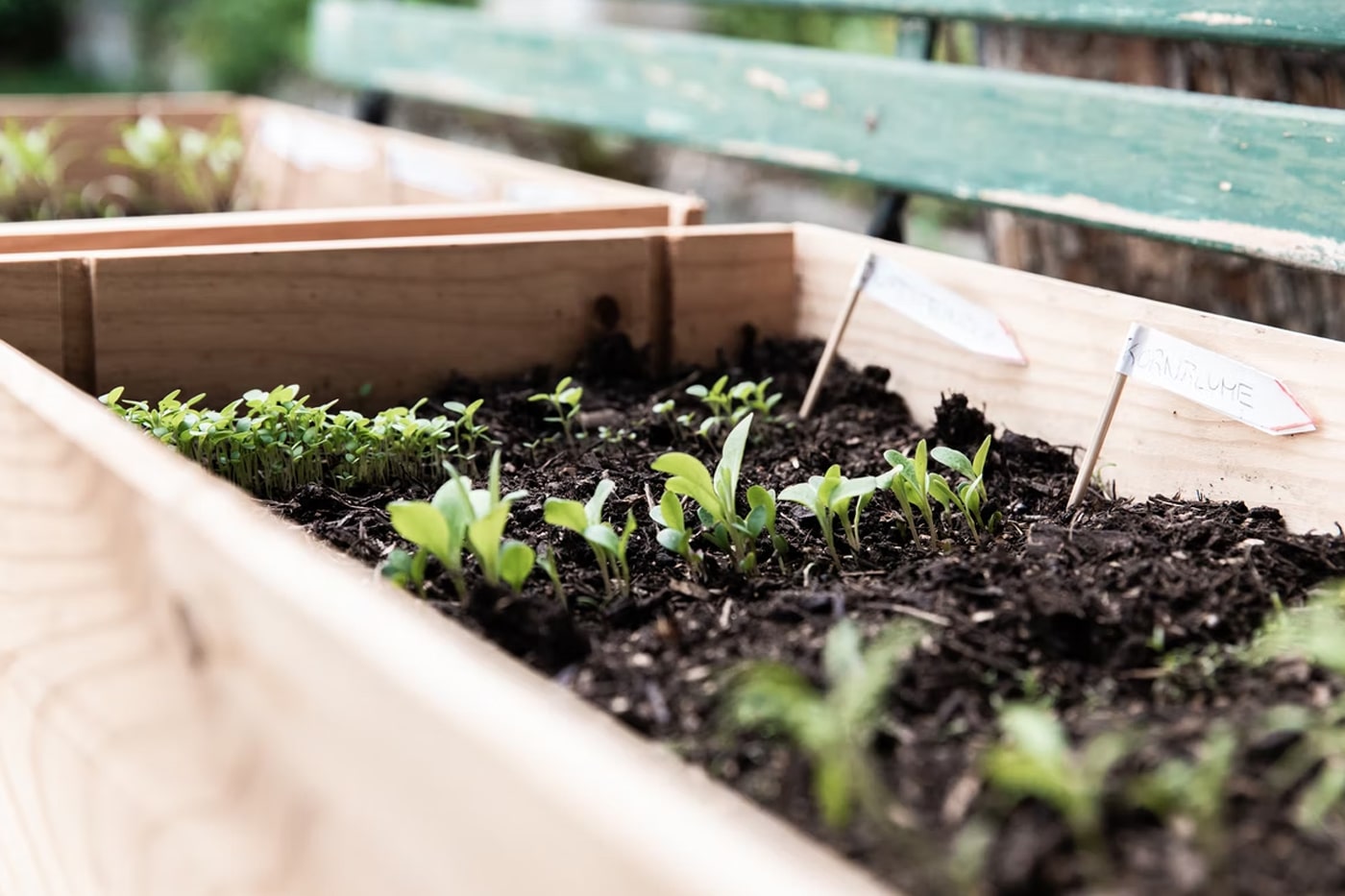 raised bed herb garden