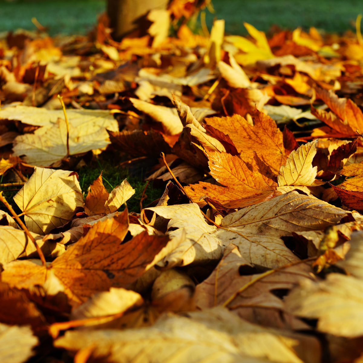 Close up of autumn leaves in the fall